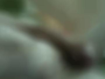 lockeren start - affaire eventuell, anal dirty