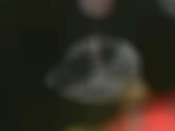 baumgarten rosin - rühn altkalen, sarmstorf sührkow